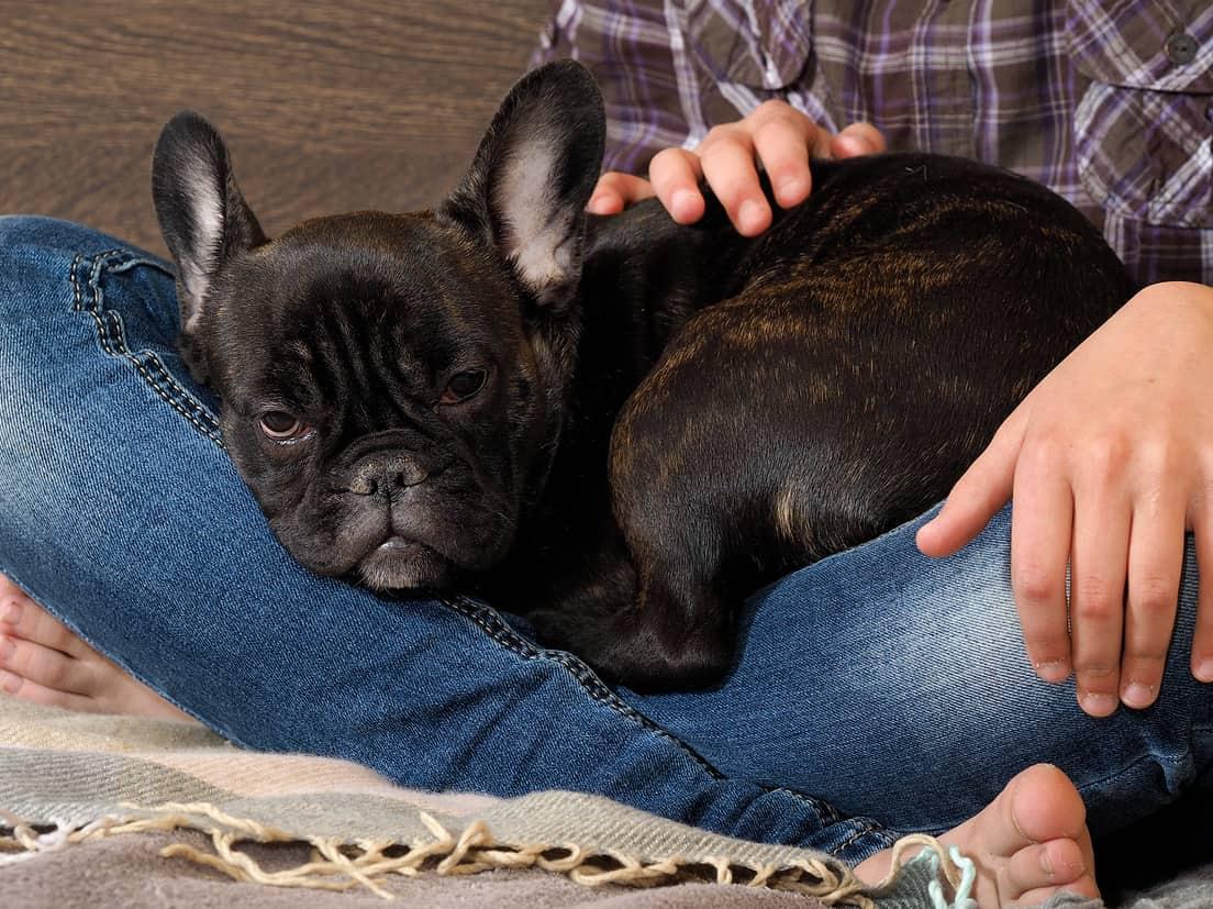 Woman sitting crosslegged on a bed with a black French bulldog