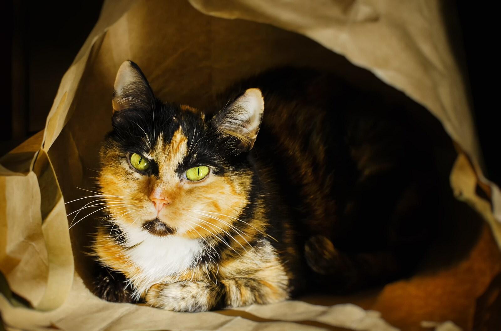 Calico cat with intense yellow eyes peering out of a brown paper bag.