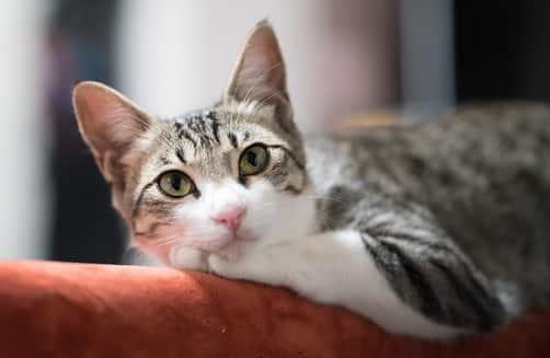 kaķis ērti guļ uz dīvāna atzveltnes