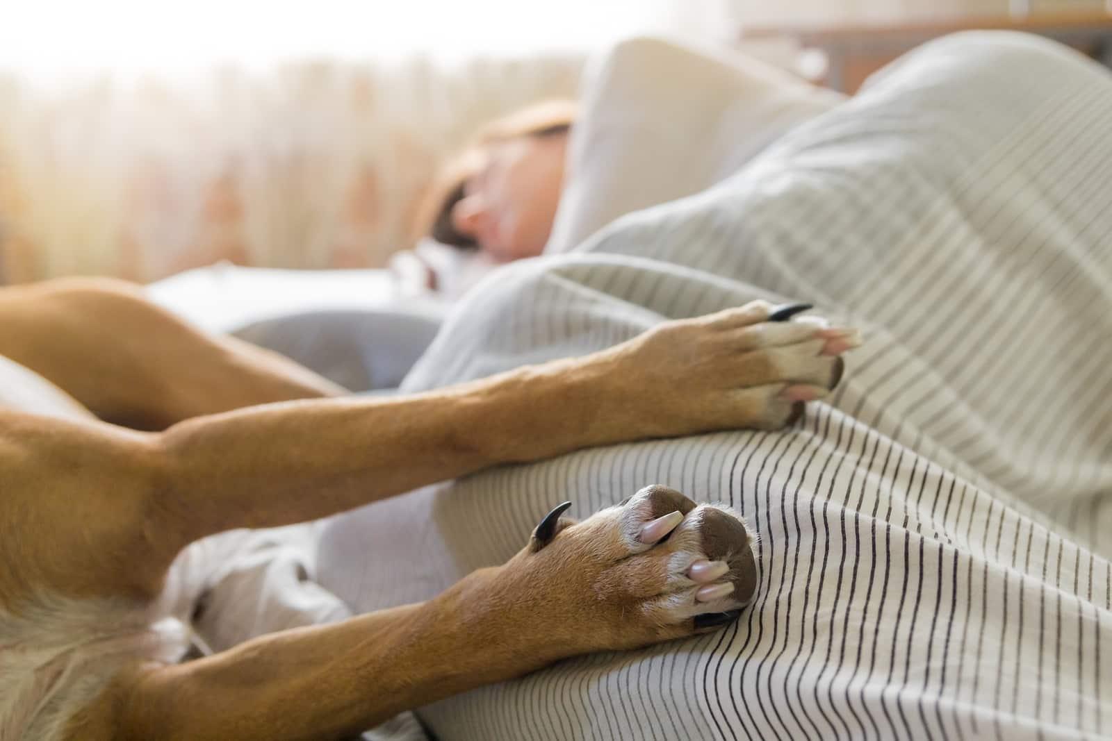 Dog and human sleep in bed. Image of dog paws in bed with a human sleeping in the background on a bright sunny morning.