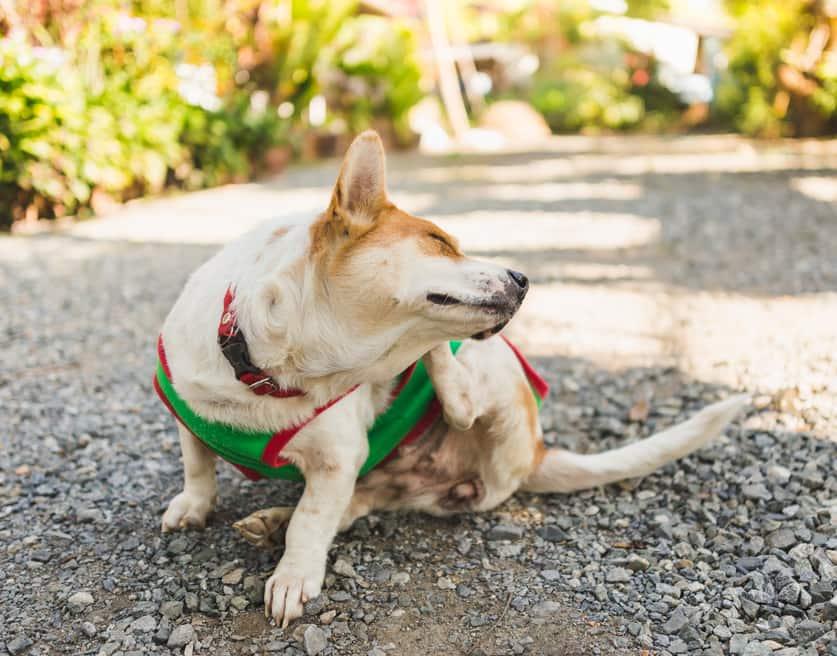 Zaļā džemperī tērps korgijs kasa savu ausi.