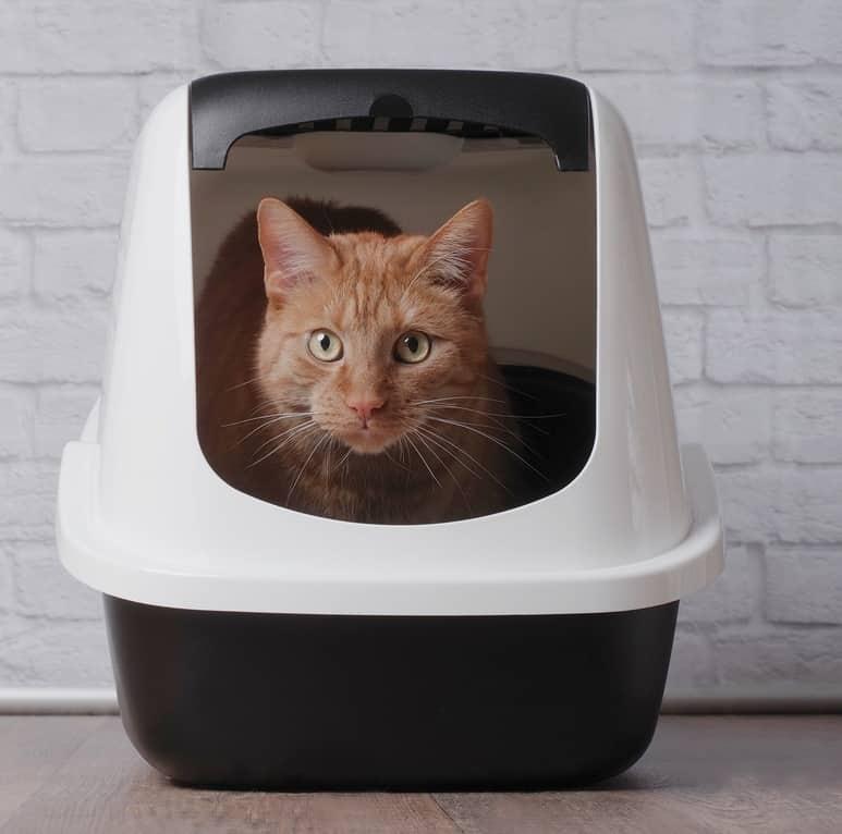 Balts kaķis ar zilu kaklasiksnu, kas žāvājas.