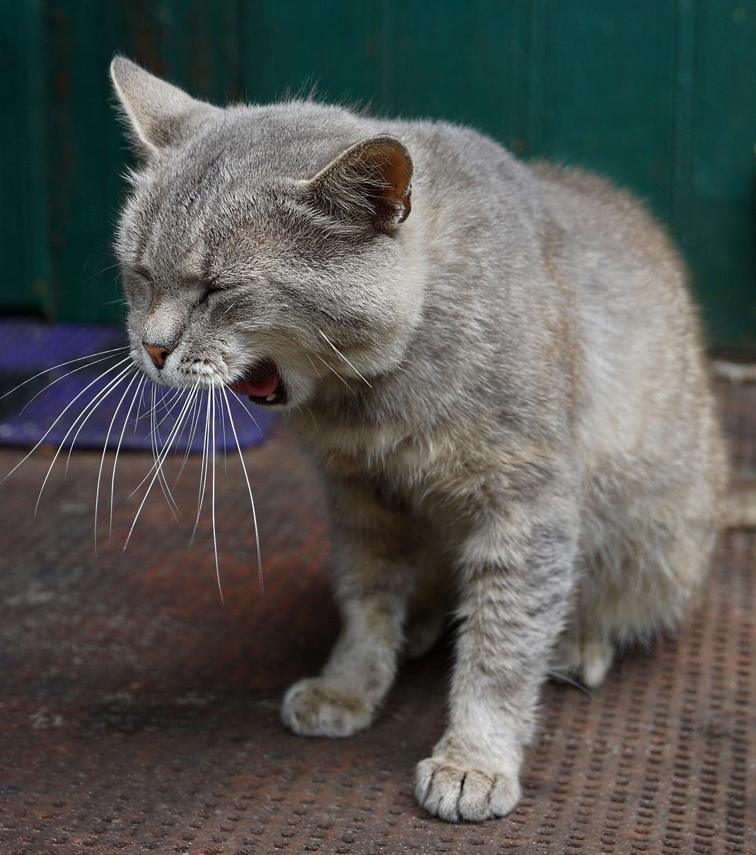 gray cat yawning ondoorstep