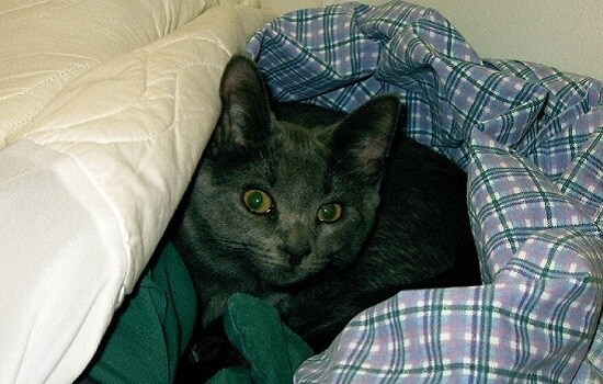 Gray cat with yellow eyes wrapped up in blue plaid bed sheets.