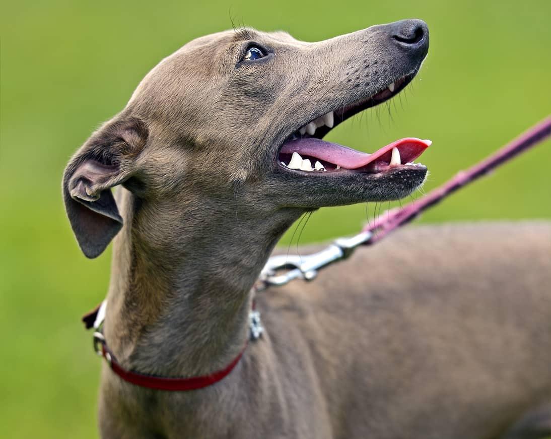 Greyhound tongue out looking up at owner while on leash outside