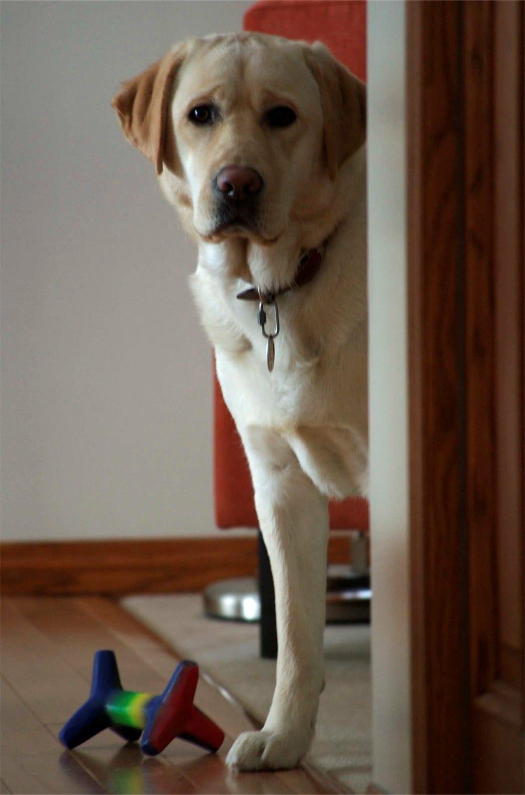 How Dogs Show Theyre Happy to See Owners 04.