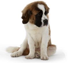 Mācīšana uzvesties