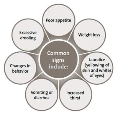 Aknu slimības biežas problēmas