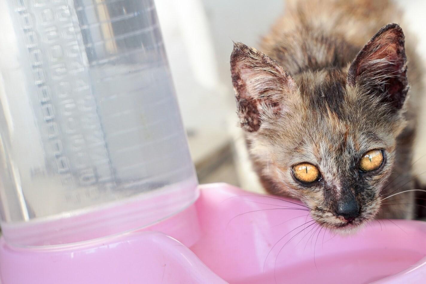 Plankumains kaķis, kas dzer no sārtas bļodiņas