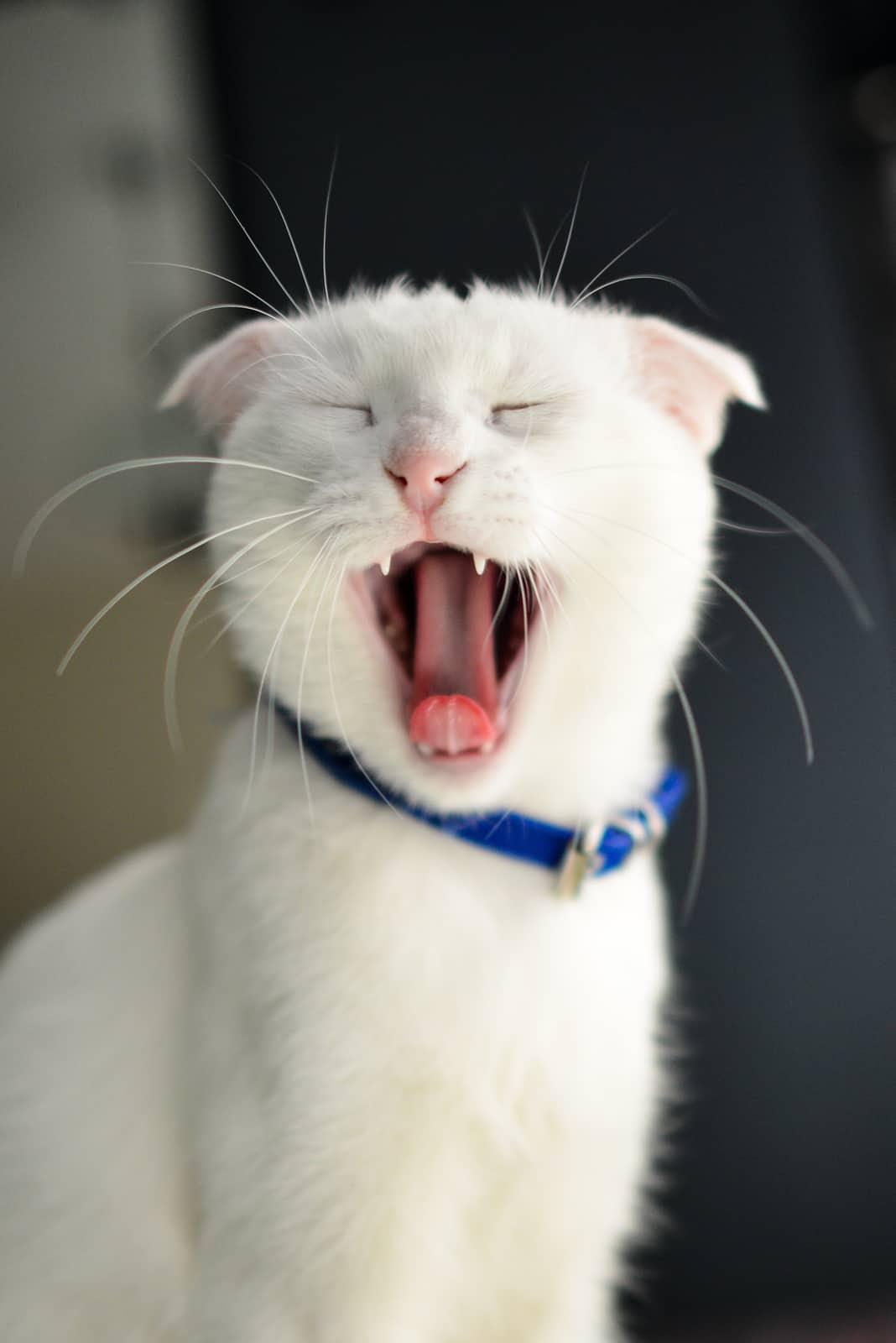 Ruds kaķis sēž dabisko vajadzību nokārtošanai paredzētajā kastītē un skatās kamerā.