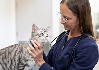 veterinārārsts, kas tur kaķi