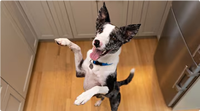 suns uz aizmugurējām kājām