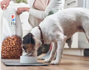 Dog eating Hill's Pet dog food