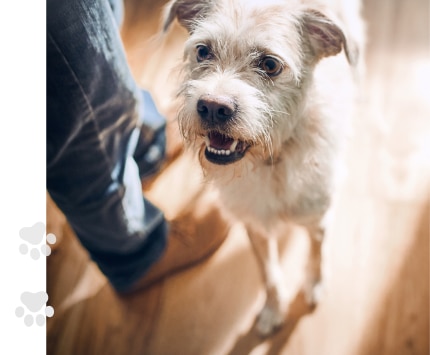 sruffy dog at the feet of owner