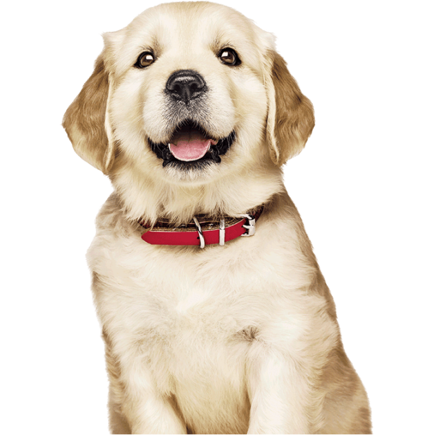 zelta retrīvera kucēns