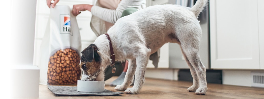 Suns ēd Hill's mājdzīvnieku barību