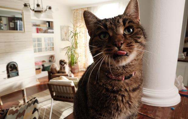 Cat waiting for their food