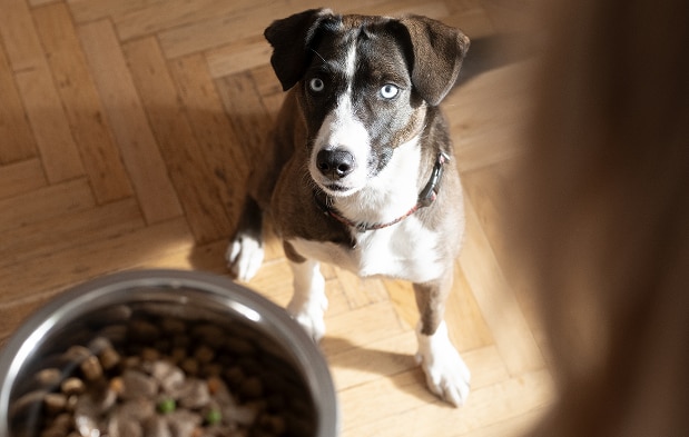 Dog looking up at a dog food bowl from the floor
